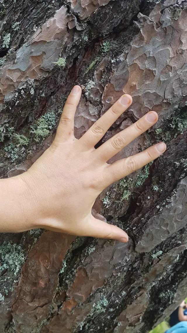 Immersione completa con i 5 sensi e la melodia delle piante